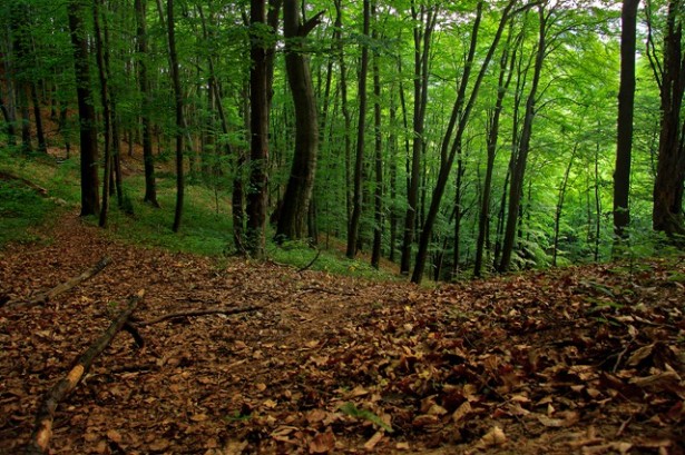 Šuma 2