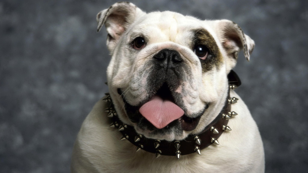 Wallpaper Oblak Znanja (8)