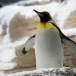 Kako skenirati IP adrese na vašoj mreži s Linuxom