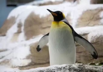 Kako skenirati IP adrese na vašoj mreži s Linuxom