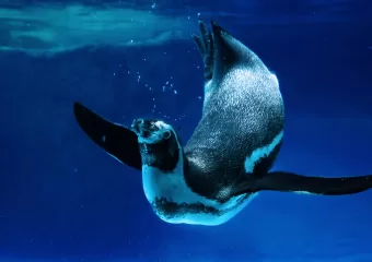 Vaš SSD kvari? Naučite provjeriti njegovo zdravlje na Linuxu