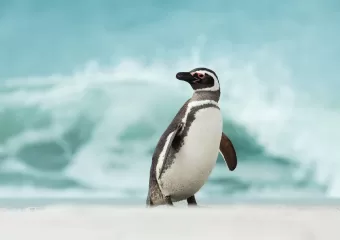 Kako korisnicima brzo dati sudo privilegije u Linuxu