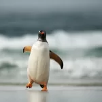 Kako postaviti SFTP poslužitelj na Linuxu