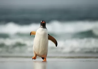 Kako postaviti SFTP poslužitelj na Linuxu