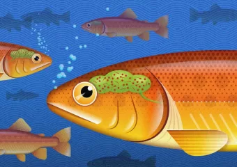 Mogu li ljudi imati mikrobiom mozga?