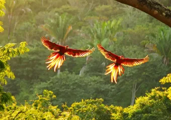 Kostarika štedi šumske ekosustave slušajući ih