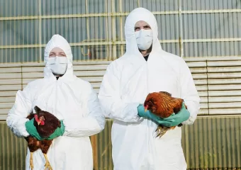 SAD mogu započeti cijepljenje pilića protiv ptičje gripe