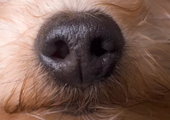 Sučelje za računanje nosa moglo bi pse pretvoriti u super detektore