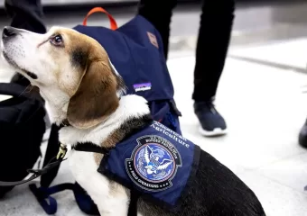 Dogeovi rezovi na USDA mogli bi uzrokovati rast američkih cijena namirnica i širenje invazivnih vrsta