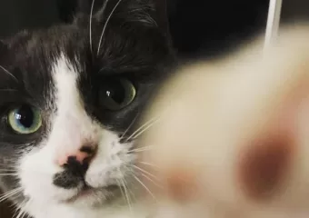 Kako zaštititi svoje mačke (i kokoši u dvorištu) od ptičje gripe