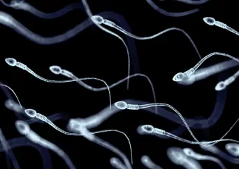 Matične stanice sperme korištene su prvi put u pokušaju vraćanja plodnosti