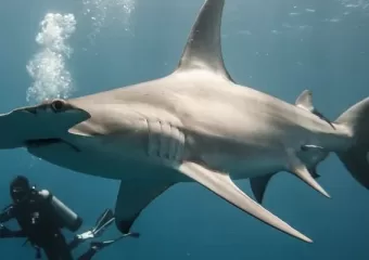 Potraga jednog fotografa da redefinira morski pas