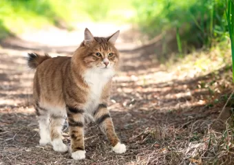 Steelly Apache Tomcat kritički eksploat zaobilazi sigurnosne filtre