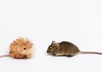 Znanstvenici su upravo stvorili ‘vuneni miš’ s krznom sličnom mamutu