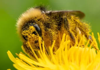 Dobrodošli u sezonu najgore alergije ikad