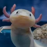 U potrazi za posljednjim divljim axolotls