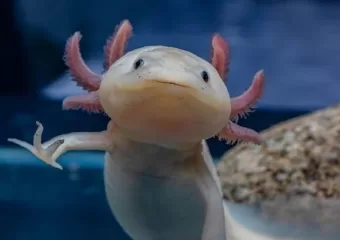U potrazi za posljednjim divljim axolotls