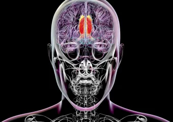 Znanstvenici misle da su pronašli regiju mozga koja regulira svjesnu percepciju