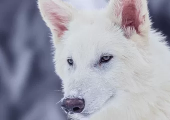 Znanstvenici tvrde da su vratili strašnog vuka