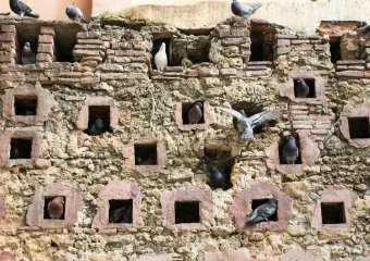 Zašto su golubovi u mirovanju u središtu teorije složenosti