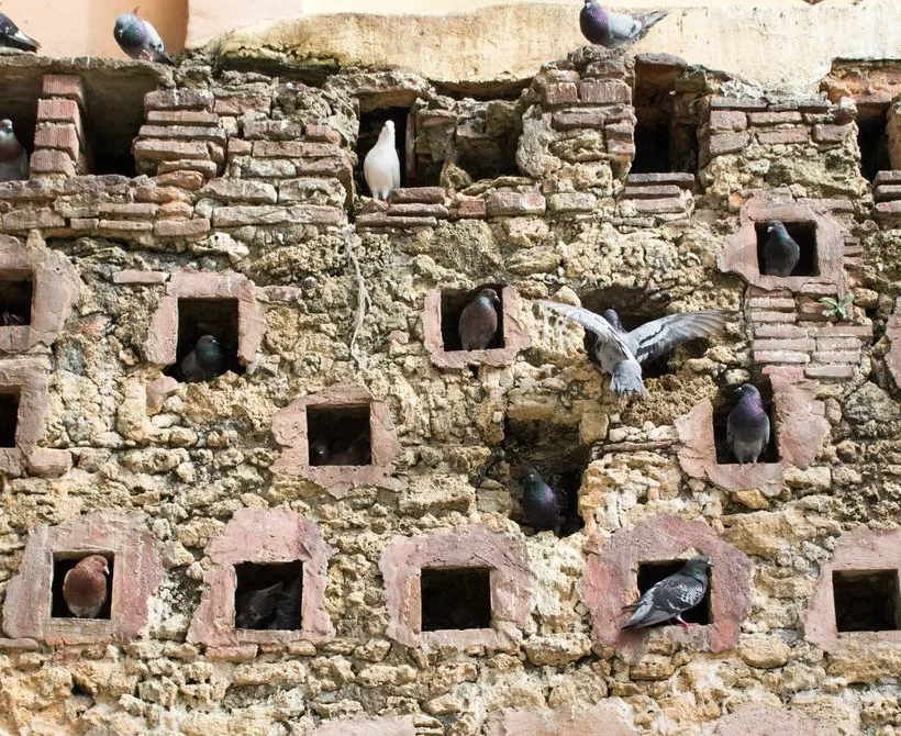 Zašto su golubovi u mirovanju u središtu teorije složenosti