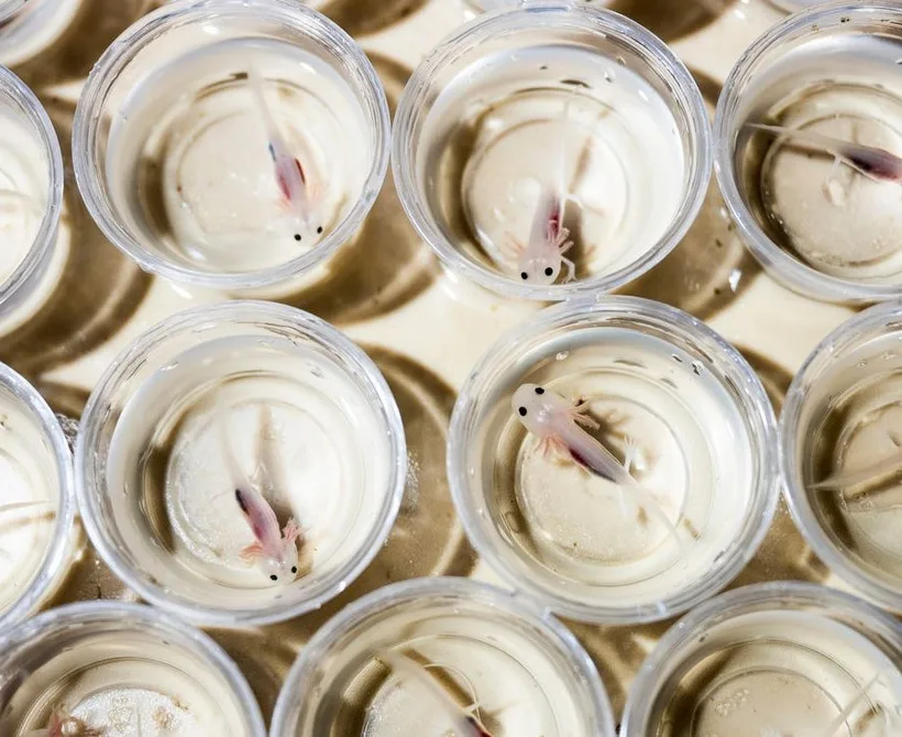 Znanstvenici otkrivaju ključ sposobnosti Axolotls -a da regeneriraju udovi