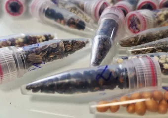 Kanabis u svemiru: Biljke pod zračenjem i put prema Marsu