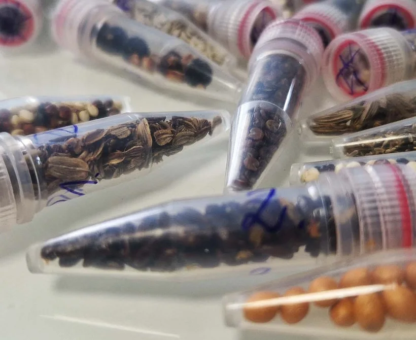 Kanabis u svemiru: Biljke pod zračenjem i put prema Marsu