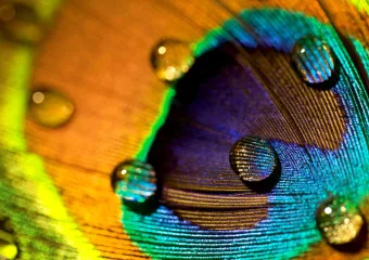 Paunovo perje je zapanjujuće. Također mogu emitirati laserske grede