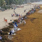 Plan da se karipska glupa Sargassum pretvori u biogorivo
