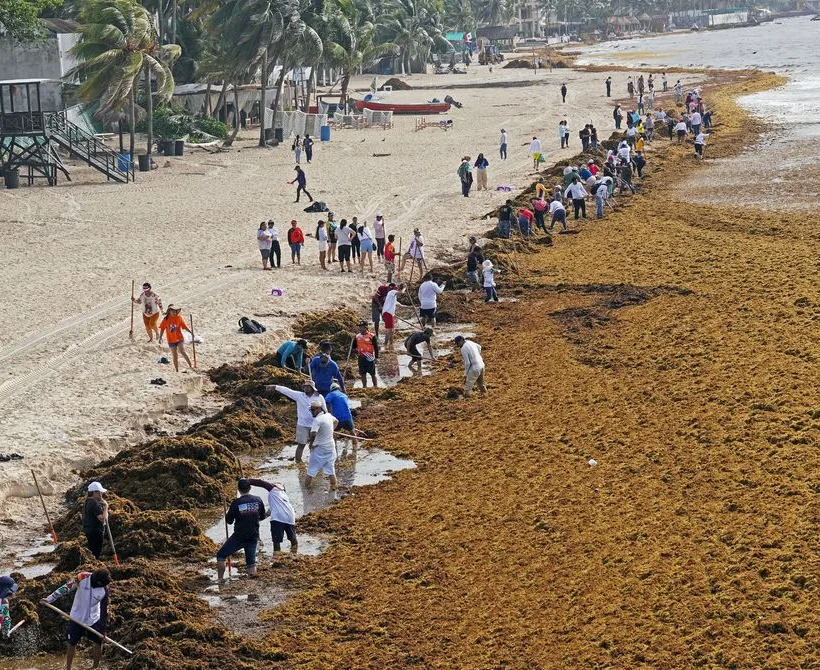 Plan da se karipska glupa Sargassum pretvori u biogorivo