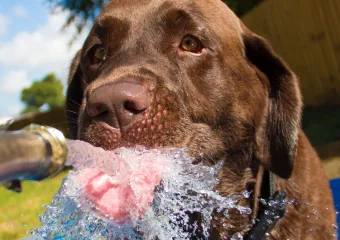 Što je žeđ? | Ožičen