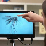 Invazivni komarac koji prenosi bolesti proširio se na Stjenjake