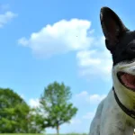 Utjecaj posjedovanja psa na klimu