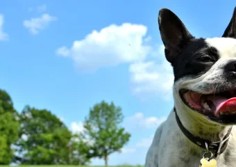 Utjecaj posjedovanja psa na klimu