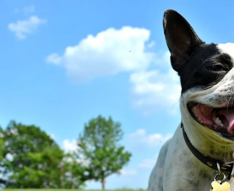 Utjecaj posjedovanja psa na klimu