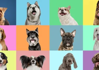 ‘Vučja DNK’ vreba u mnogim modernim pasminama pasa