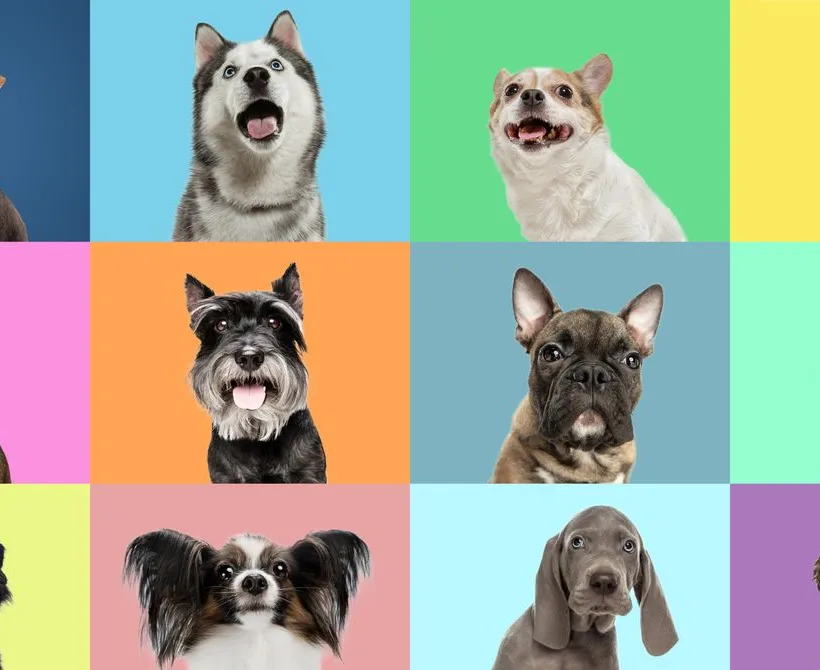 ‘Vučja DNK’ vreba u mnogim modernim pasminama pasa