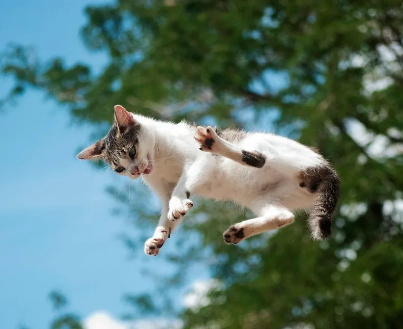 Nova studija detaljno opisuje kako mačke gotovo uvijek slijeću na noge