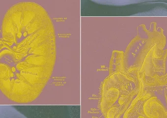 Startup koji podržavaju milijarderi želi uzgajati “vreće za organe” kako bi zamijenio testiranje na životinjama