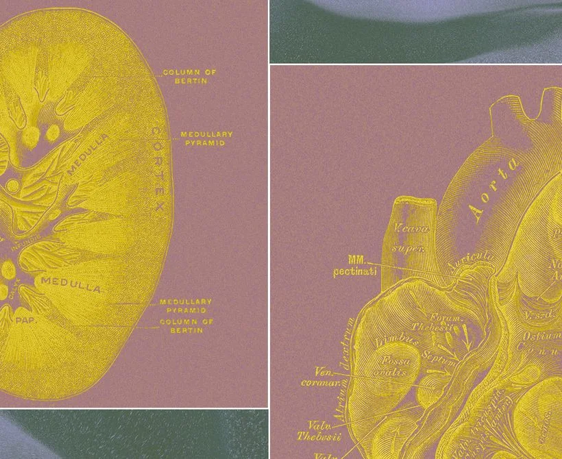 Startup koji podržavaju milijarderi želi uzgajati “vreće za organe” kako bi zamijenio testiranje na životinjama